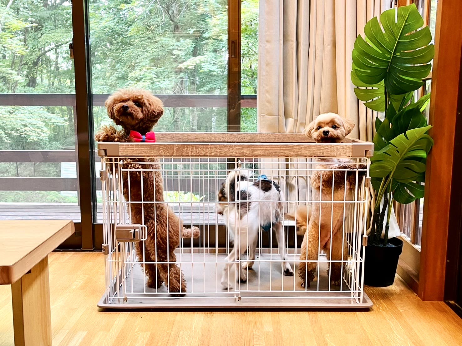 大きな窓のそばに置いた室内用サークルの中でくつろぐ犬たち