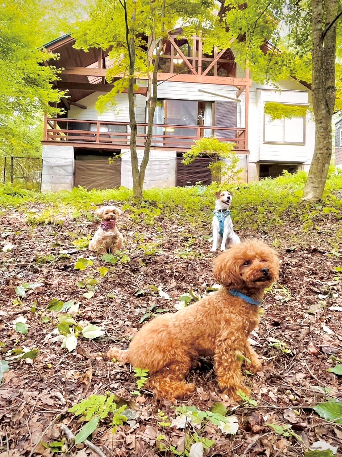 森に囲まれた庭で遊ぶ3匹の犬